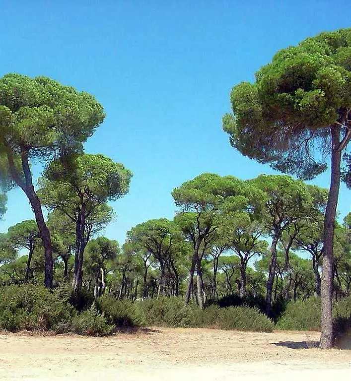 Brisas Del Guadalquivir Villa Sanlucar de Barrameda Spain